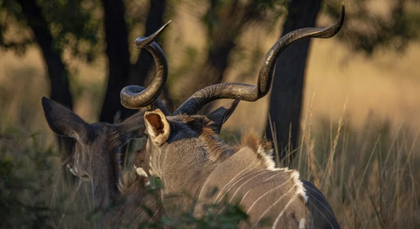 8 Most Dangerous Safaris In The World