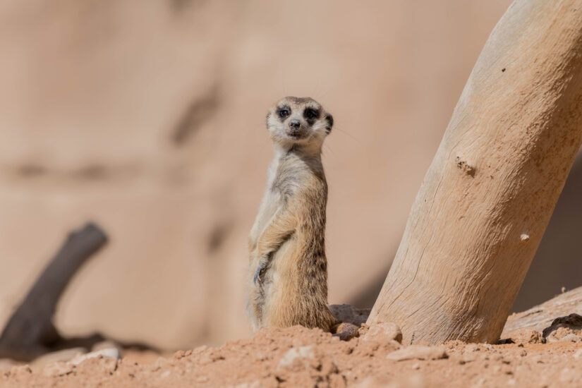 The Intriguing Adaptations of Desert Animals