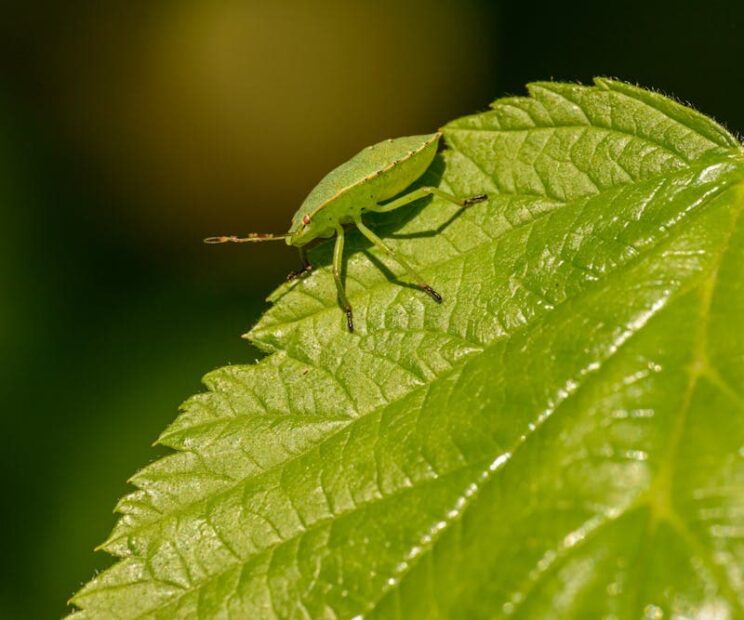 The Biological Phenomenon of Mimicry