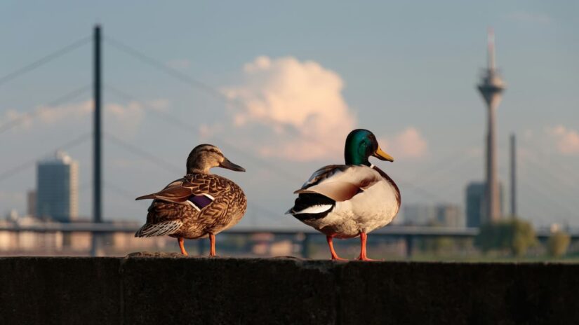 The Fascinating World of Urban Wildlife: How Animals Adapt to City Life