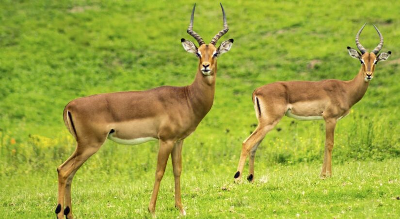 Wild animals