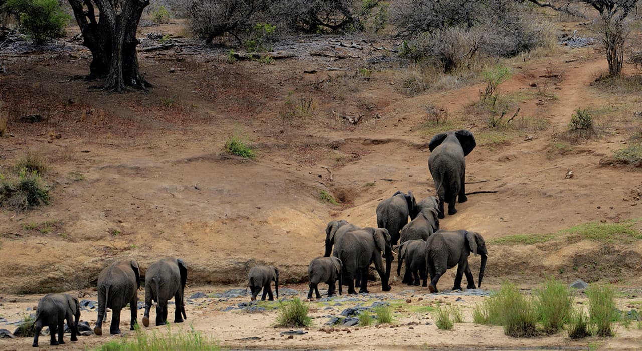 Characteristics of wild animals