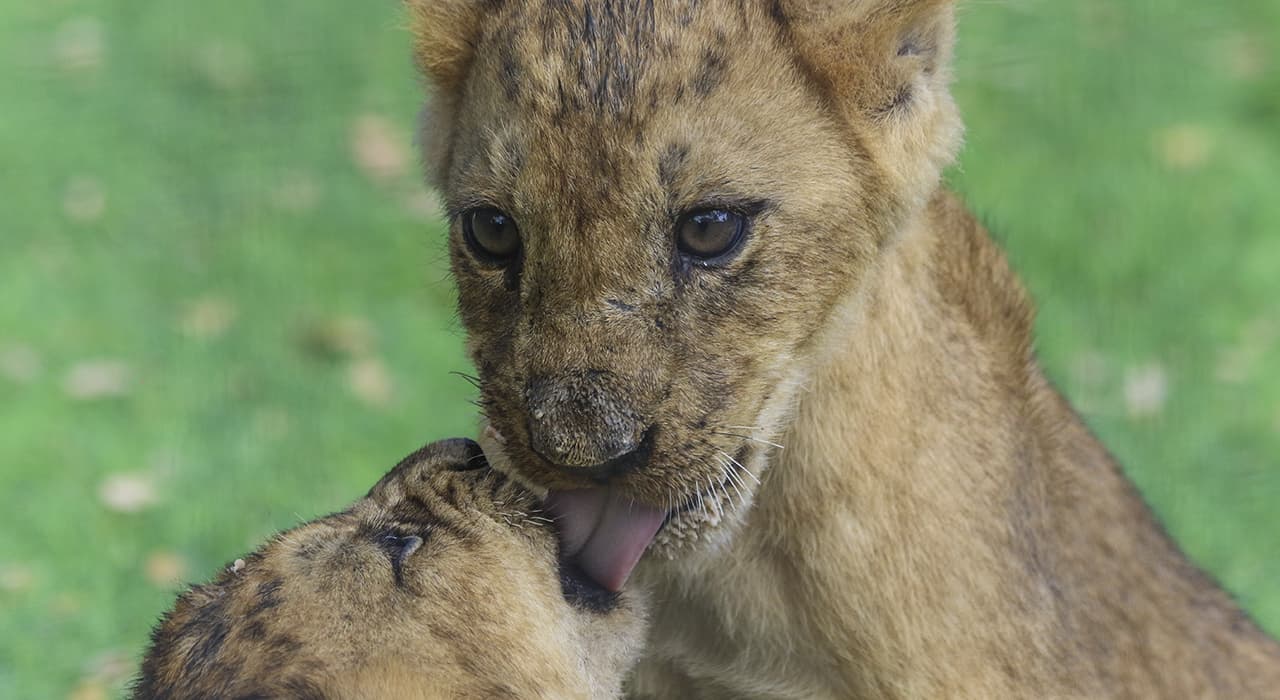 Feeding wild animals