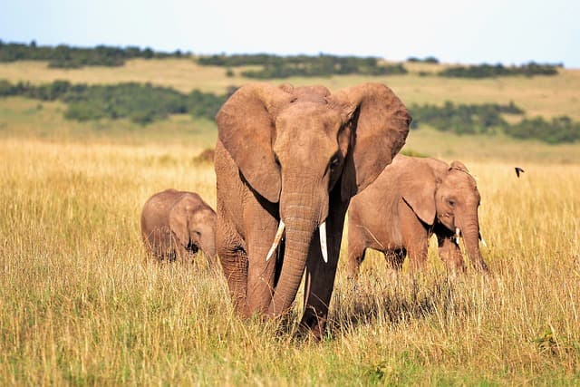 Kenya’s Wildlife Corridors: Helping Animals Live Freely