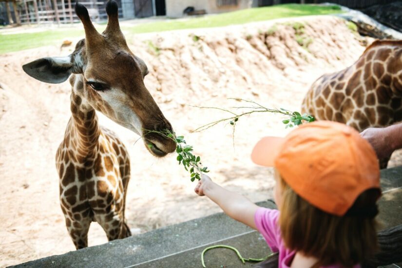 Beyond Zoos: Empowering Ecological Guardianship through Heartfelt Conversations