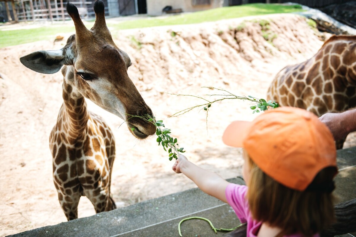 Beyond Zoos: Empowering Ecological Guardianship through Heartfelt Conversations