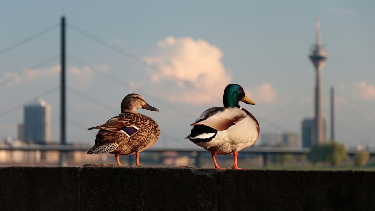 The Fascinating World of Urban Wildlife: How Animals Adapt to City Life