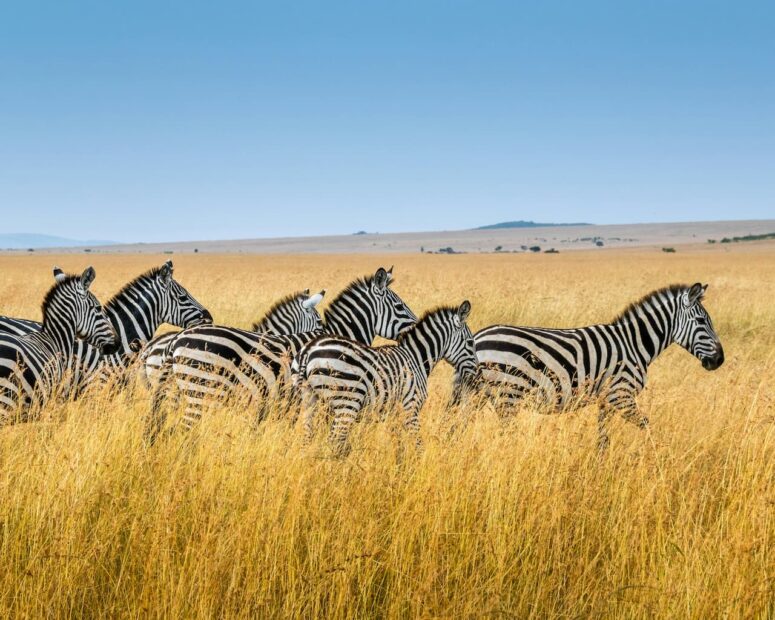 The Role of Wildlife Conservation in Preserving Earth’s Natural Heritage