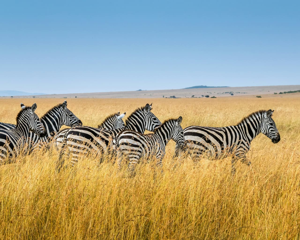 The Role of Wildlife Conservation in Preserving Earth’s Natural Heritage