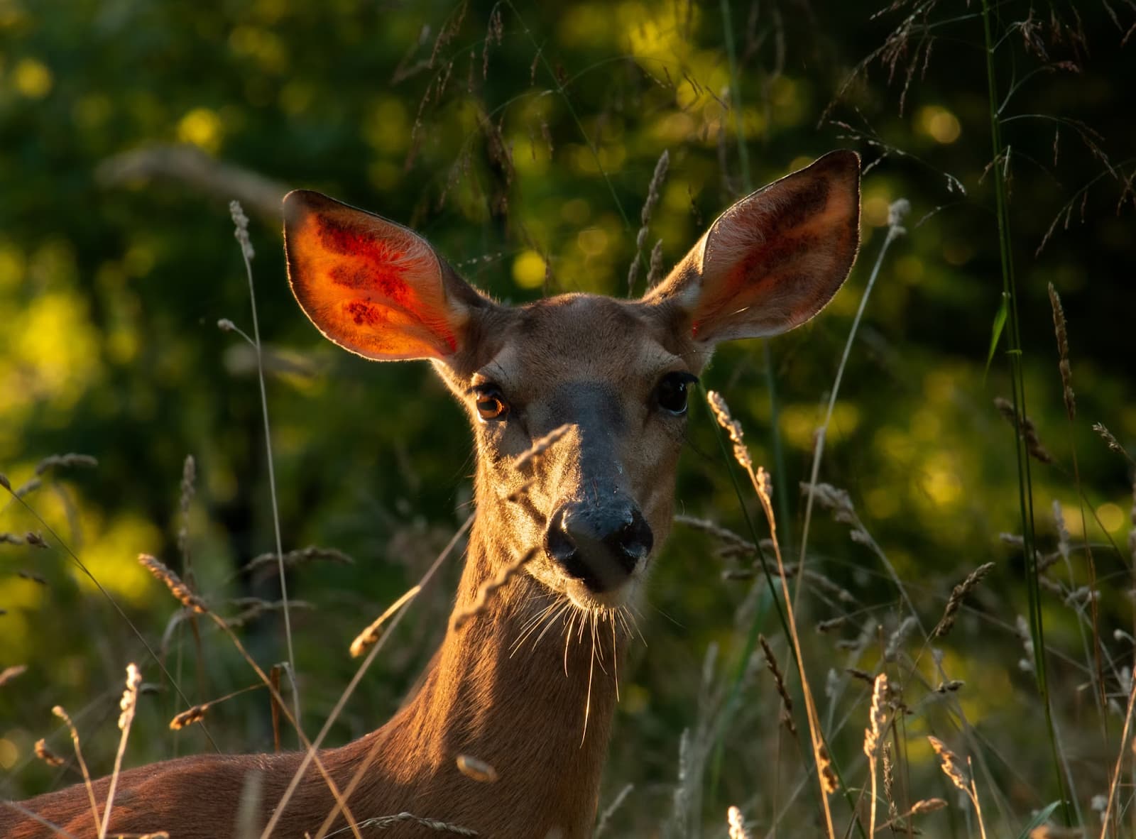 Chasing Wildlife in West Virginia: Must-See Creatures and Habitats