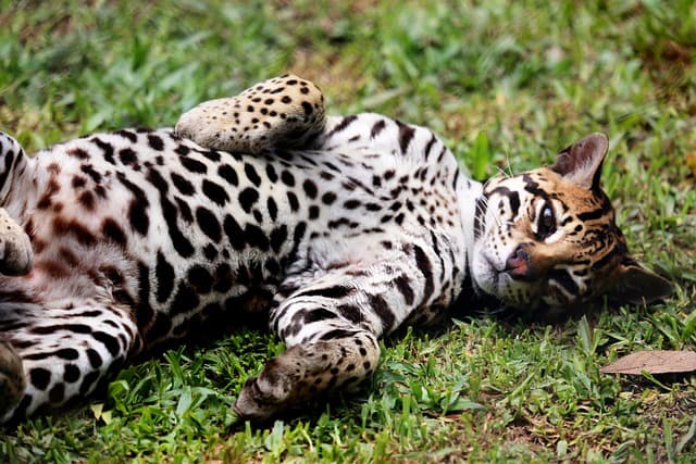 Saving the Ocelot: A New Chapter for an Endangered Wild Cat