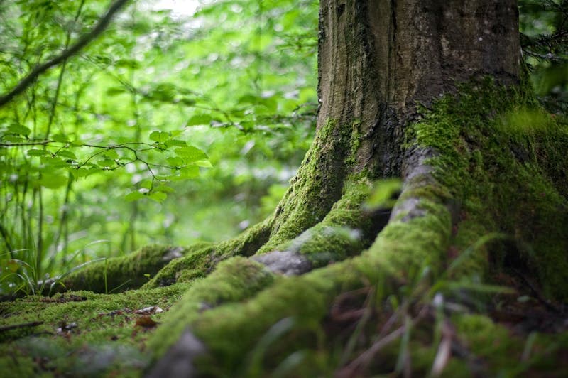 Forest Management: An Explanation
